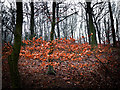 Beech leaves, Mill-Moor Heights