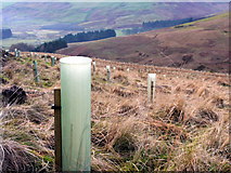 NT0812 : New forestry plantings on Kocklaw Knowe by Gordon Brown