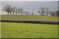 Trees near Pen-y-Parc