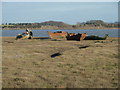 Boat Graveyard,Fleetwood Marsh