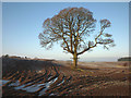 Tree in field near Holm Beck