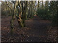 Woods near Hare Hill