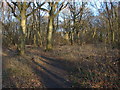 Woods near Hare Hill