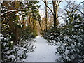 Track through the rhododendron bushes on banks of the River Clyde