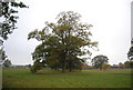 Parkland landscape near Herne