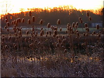 TR0062 : Teasels by a pond next to Oare Creek by pam fray