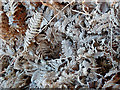 SP9108 : Frosted bracken in Pavis Wood by Rob Farrow