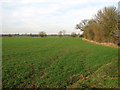 Field boundary hedge by Red House Farm