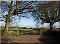 Farm road to Little Beare Farm