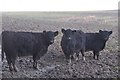 Exmoor : Cows in a Field