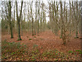 SU5341 : Managed woodland by Mr Ignavy