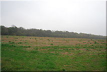 TR1865 : Farmland near East Blean Wood by N Chadwick