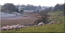 SE2154 : Sheep pasture near Trees House by Gordon Hatton