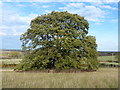 Oak tree