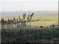 Cleared area in Slaley Forest above Spring House