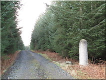 NY9755 : Track and wood sculpture in Slaley Forest by Mike Quinn