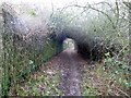 Footpath beside Carr Road