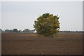 An isolated tree