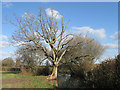 TQ5512 : Oak Tree and Pond near Pekes Farm by Simon Carey