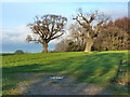 ST3691 : Winter trees looking towards New Wood, Catsash, near Newport by Ruth Sharville