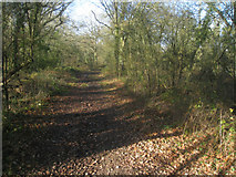 SU7552 : Path near Odiham Common by Mr Ignavy