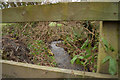 Looking upstream from a bridge near Youldon House