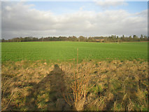 SU5549 : Farmland west of Oakley by Mr Ignavy