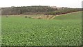 Oilseed rape,  Nottylees