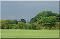 Farmland and trees near Hack Green, Cheshire