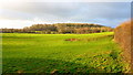 Callow Hill Wood