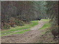 Woodland Path, Farnham Heath