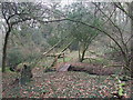 Footbridge, Holt Forest