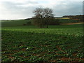 Landscape south west of Woburn