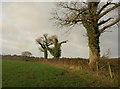 Field boundary trees near Hayes Barton