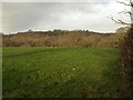 Meadow near Hayes Barton