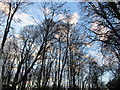 TL6267 : Tree branches silhouetted against sky, Landwade by ethics girl