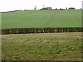 Arable land near Bushycommon Wood