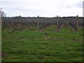 Vines at Kenton Vineyard