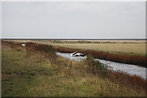 TQ7679 : Swans, Cooling Marshes by N Chadwick