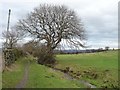 Winter tree by a small stream