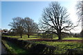 Winter Trees off Cranbrook Road