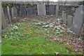 Snowdrops at Swithland Churchyard