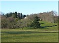 Pasture and trees