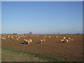 SP2607 : Field of sheep near Alvescot Downs Farm by andrew auger
