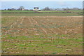 Harvested maize field