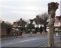 Lightly pruned tree, Station Road / Vivian Avenue, NW4