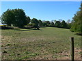 Meadow with horses near Sheepscombe