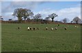 Sheep near Awliscombe