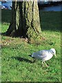 Gull at Eastbourne Hospital