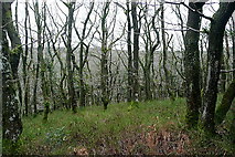 SS9840 : Ancient Woodland in Long Wood by Graham Horn